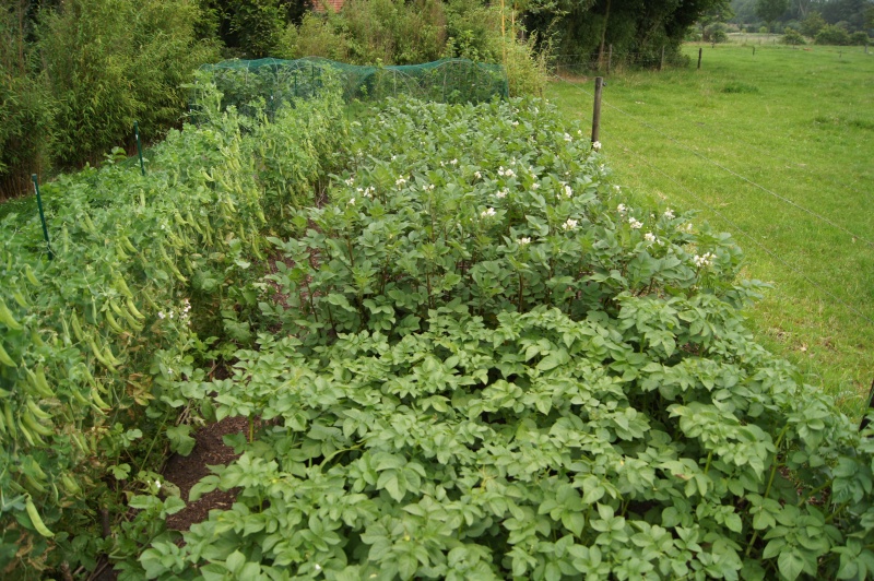 Gemüsebeet Juli 2011